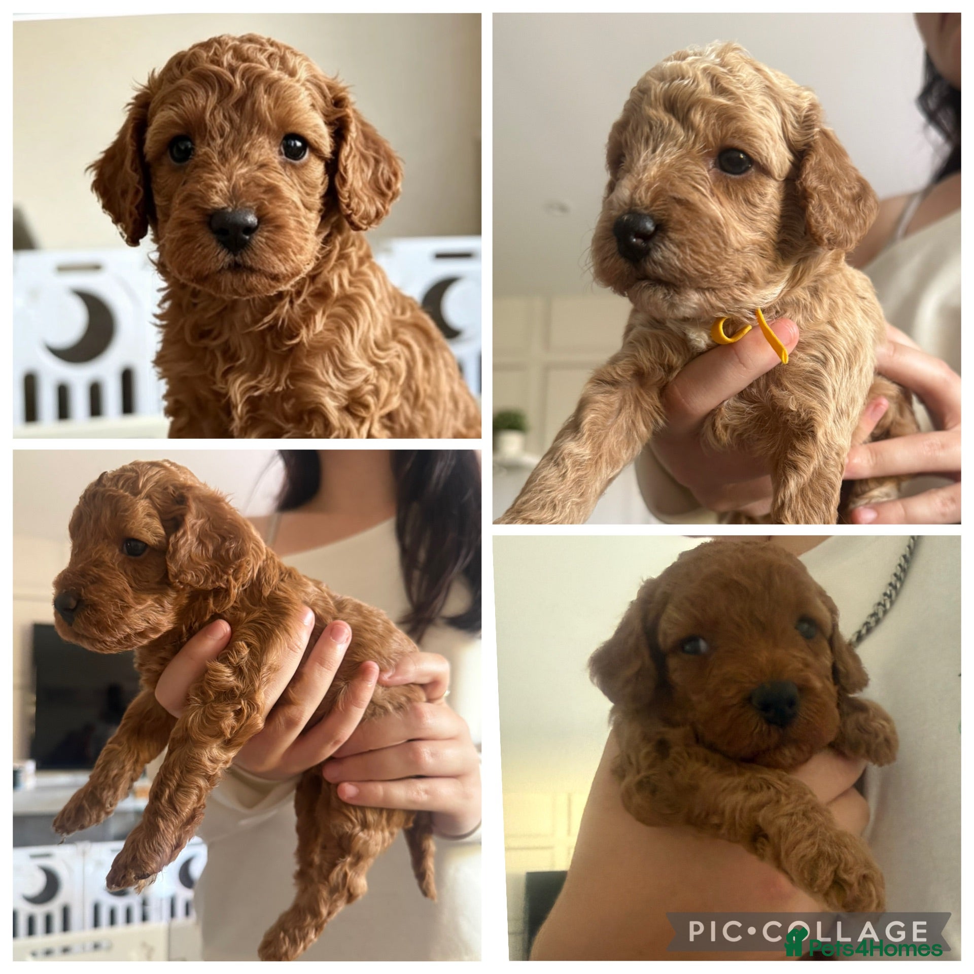 Cavapoo dogs 5 Beautiful f1B Cavapoo puppies 2 male 3 female  - Advert 18