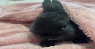 Netherland Dwarf rabbits - Advert 7