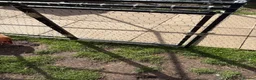 Mixed Breed rabbits for sale: Cage Rabbit/ hens/ any animal outside run  - Advert 3