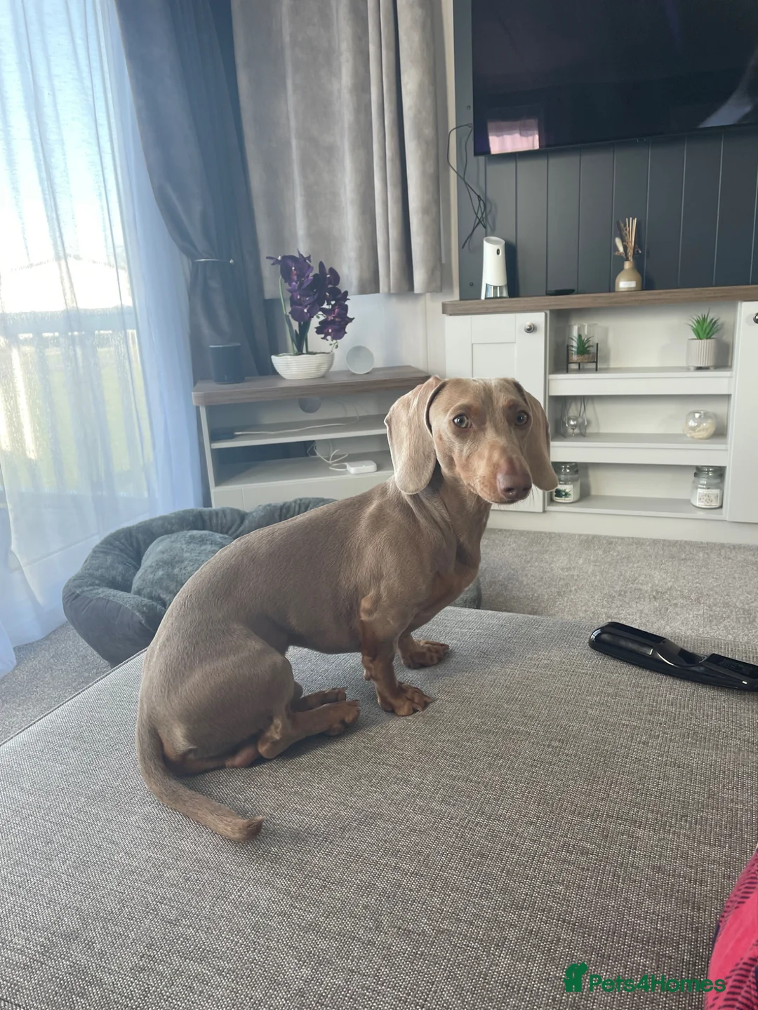 Miniature Dachshund dogs for stud: Bowser Isabell Stud KC Registered  - Advert 2