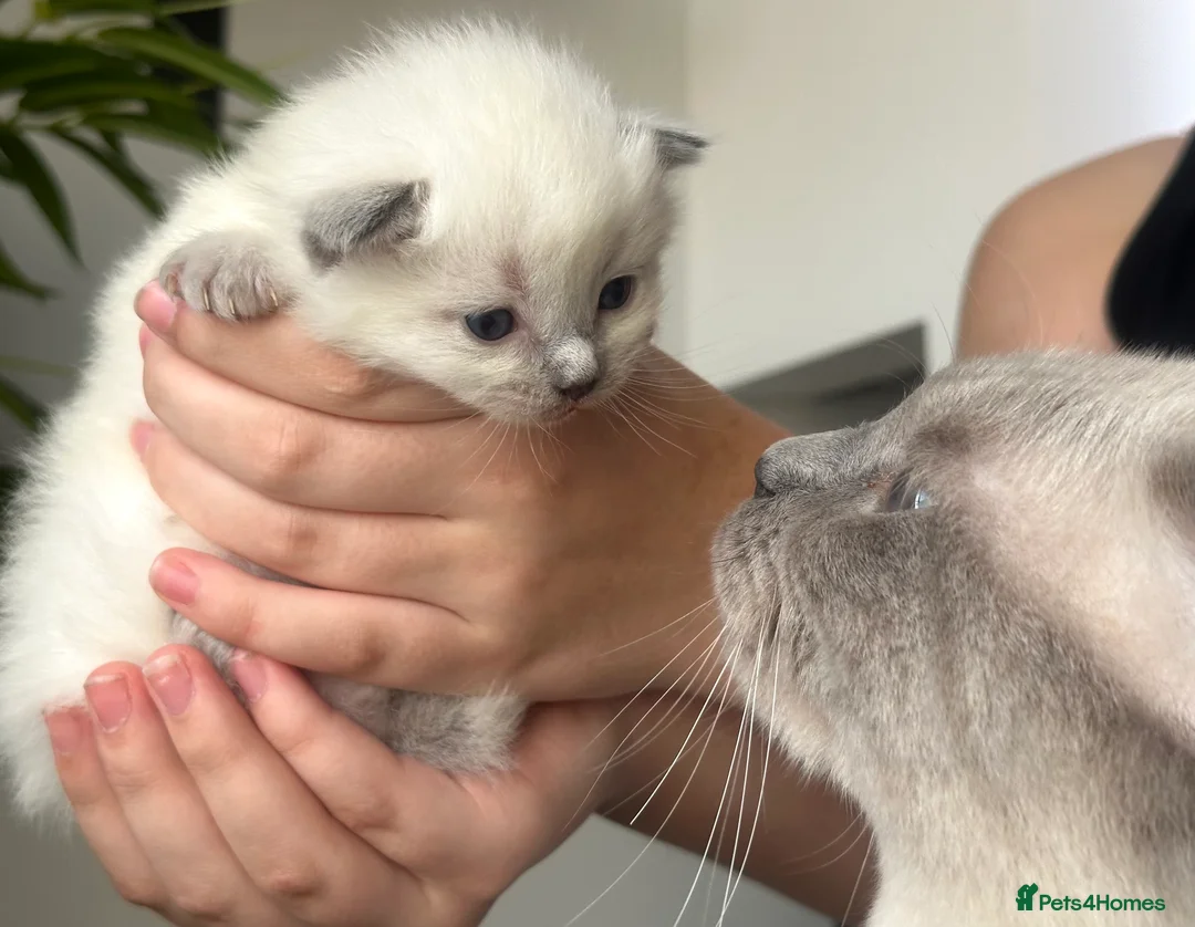Ragdoll cats for stud: DNA TESTED🧬 Blue Point, Choc Carrier Ragdoll STUD - Advert 29