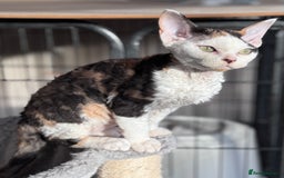 Devon Rex cats for sale: Pedigree Devons - Advert 7