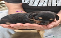 Mixed Breed dogs for sale: Jackweenie puppies - Image 15