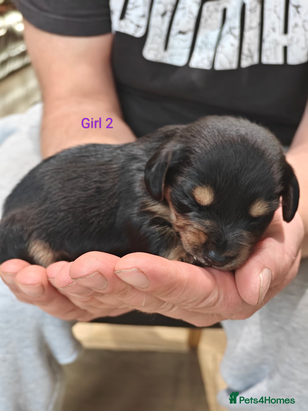 Mixed Breed dogs for sale: Jackweenie puppies - Image 15
