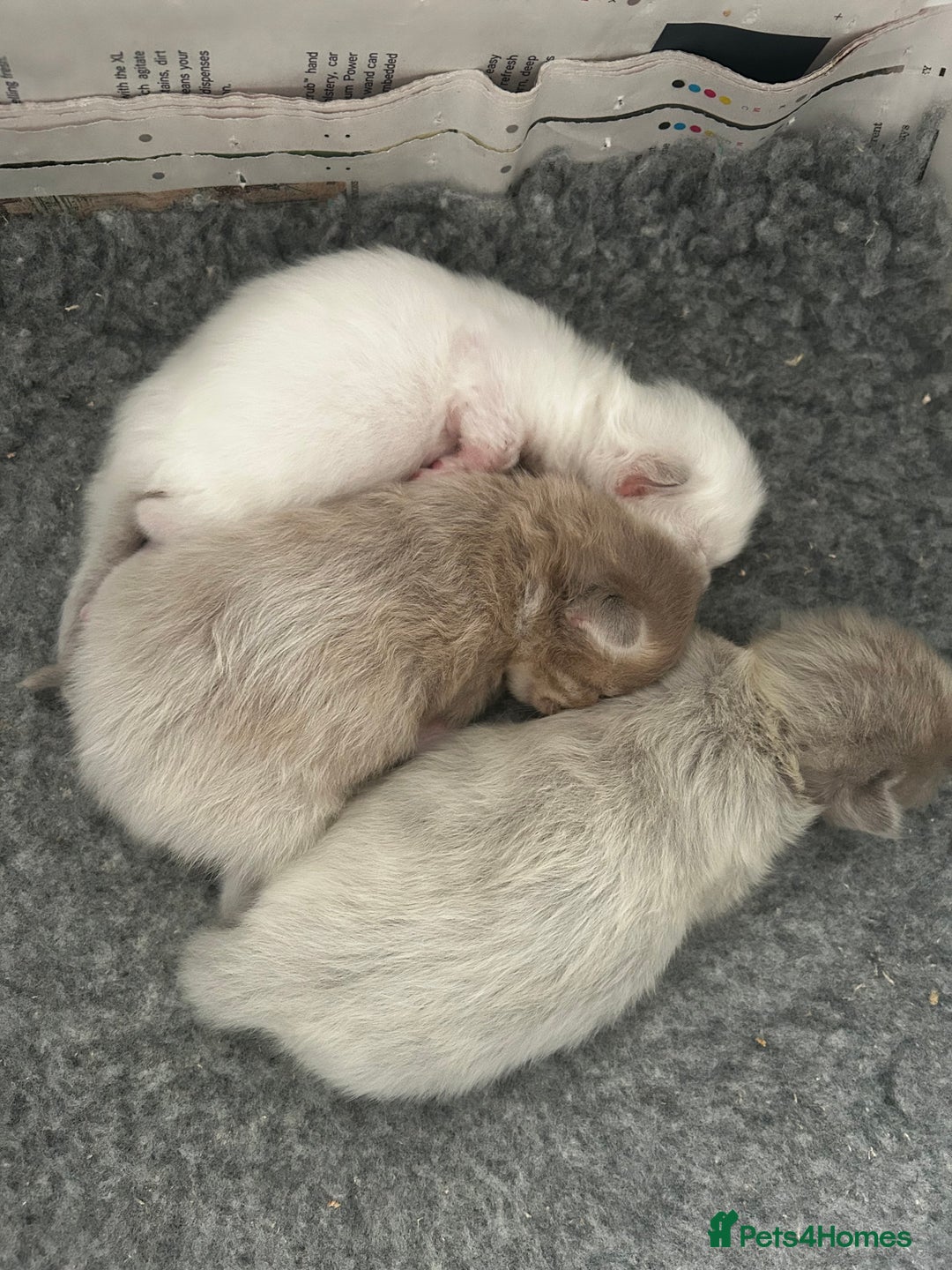 Ragdoll cats for sale: 🌟RAGDOLL KITTENS 🌟 - Image 9