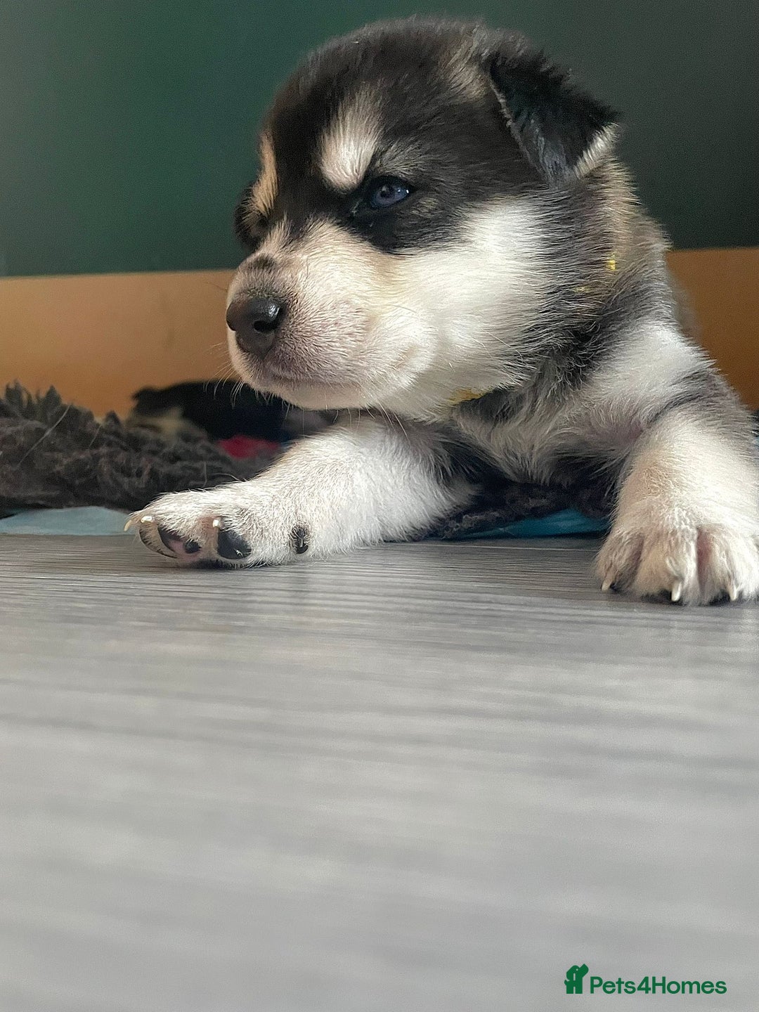 Siberian Husky dogs for stud: Proven Siberian Husky for Stud Blue Eyes in Cheltenham - Image 21