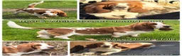 Basset Hound dogs for stud: Basset Hound Proven Stud - Advert 21