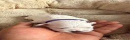 Maltese dogs for sale: 💙🩷 For Sale Beatifull Puppies Maltese💙🩷 - Advert 13