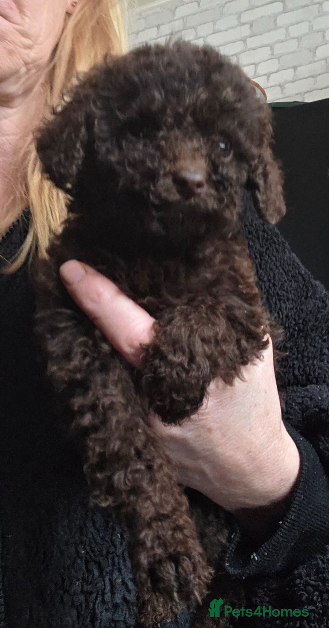 Cockapoo dogs Gorgeous Cockapoo puppies - Advert 12