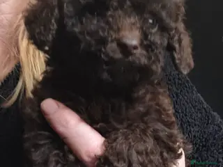 Cockapoo dogs Gorgeous Cockapoo puppies - Advert 12