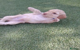 Labradoodle dogs for sale: Miniature Labradooles - Image 6