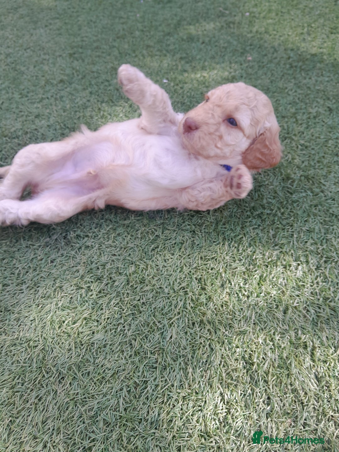 Labradoodle dogs for sale: Miniature Labradooles - Image 6