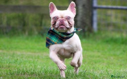 French Bulldog dogs for sale: Ebou x from highly tested Parents - Image 3