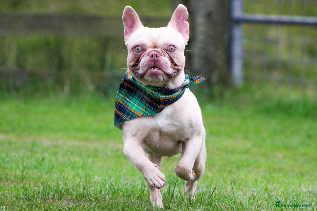 French Bulldog dogs for sale: Ebou x from highly tested Parents - Image 3