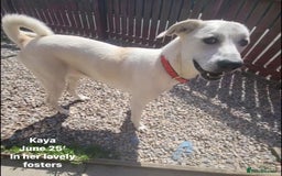 Mixed Breed dogs for adoption: Kaya, 2 years approx. Available for adoption. in Brixham - Image 3