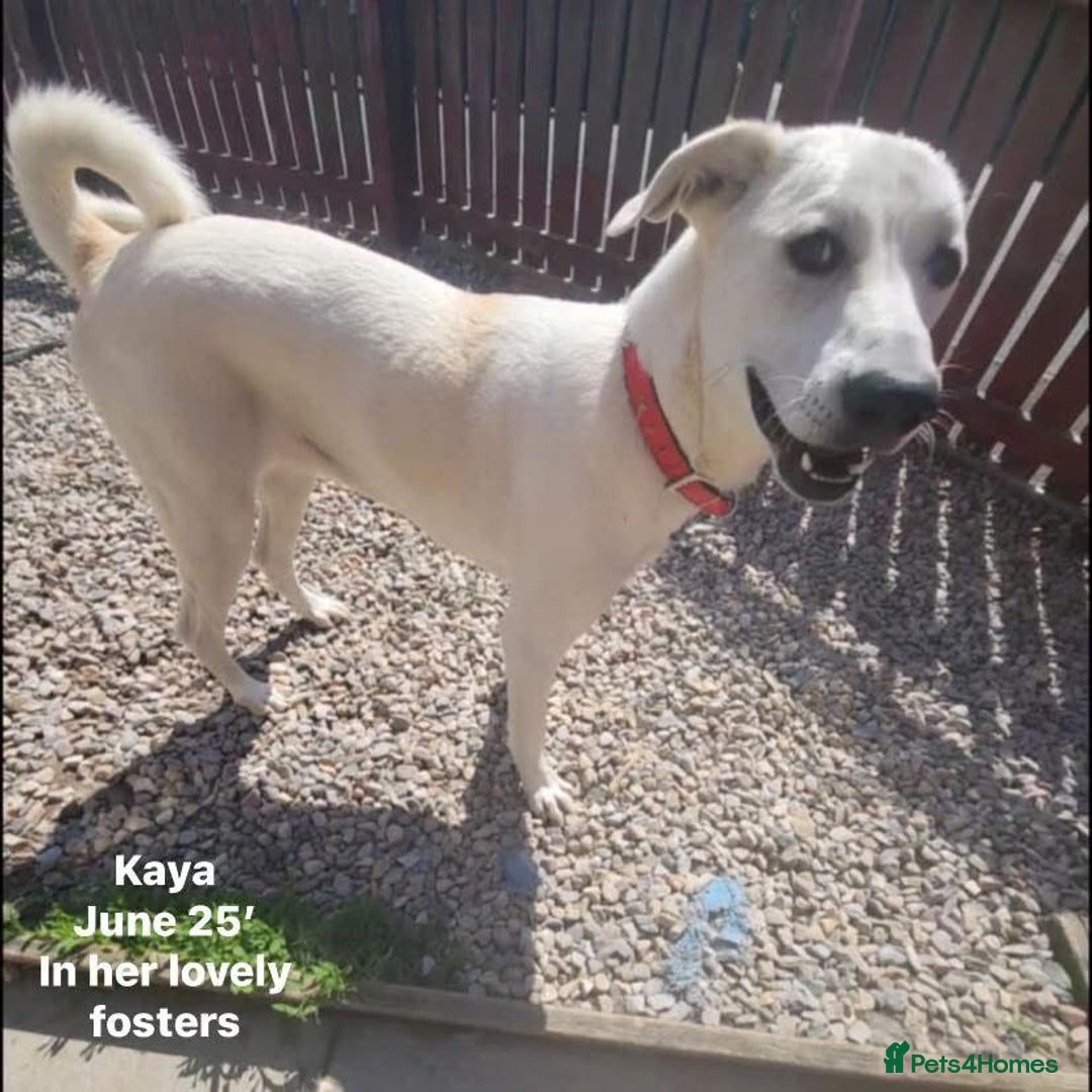 Mixed Breed dogs for adoption: Kaya, 2 years approx. Available for adoption. in Brixham - Image 3