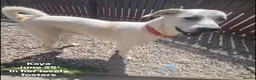 Mixed Breed dogs for adoption: Kaya, 2 years approx. Is adopted 🎉🥳 - Advert 5