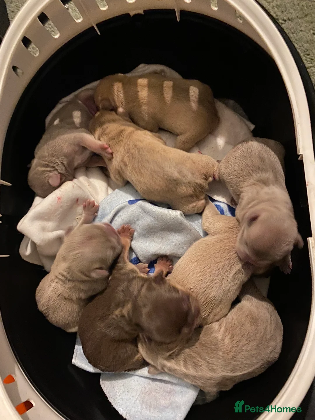 French Bulldog dogs for stud: ISABELLA NEWSHADE AND TAN CREAM CARRIER STUD in Boston - Advert 7