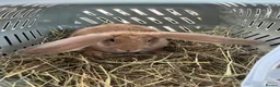 Continental Giant rabbits for sale: Continental giant boy - Advert 1