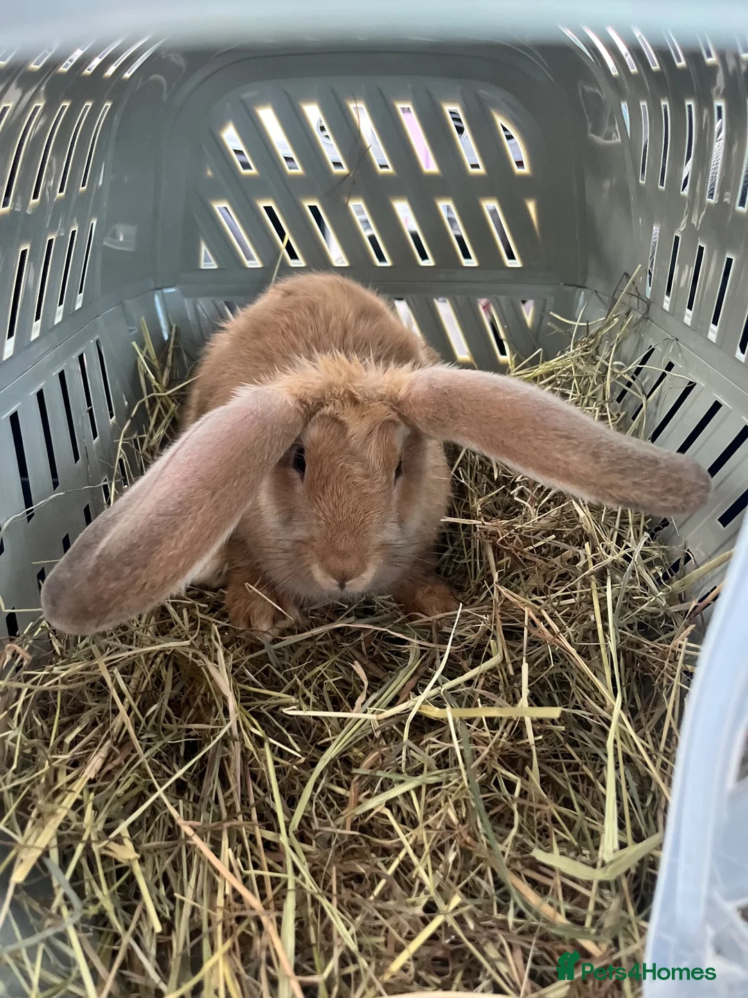 Continental Giant rabbits for sale: Continental giant boy - Advert 1