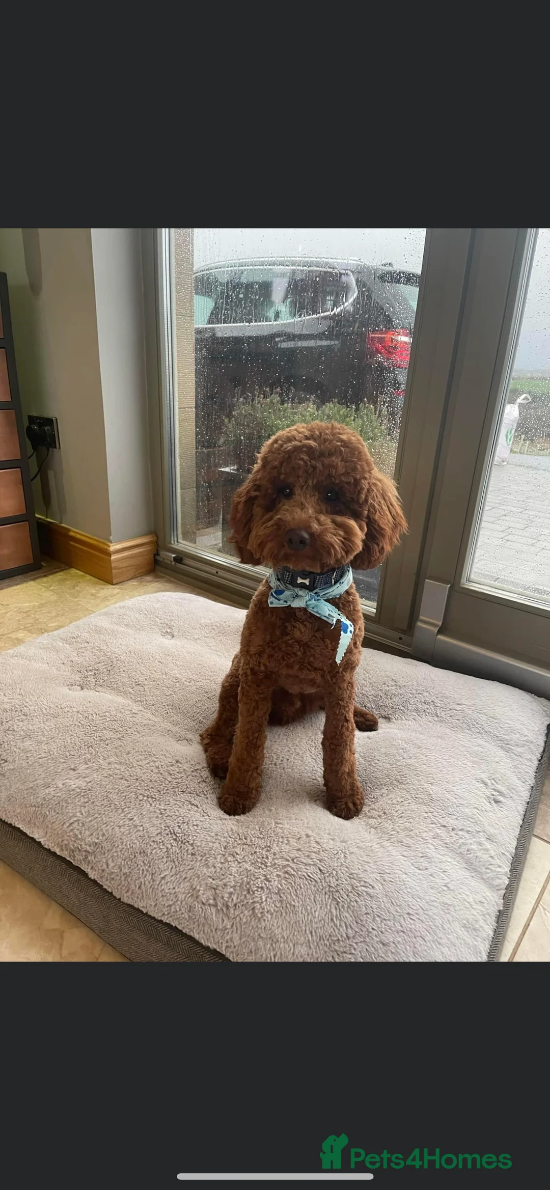 Miniature Poodle dogs for stud: KC REGISTERED DEEP RED MINATURE POODLE STUD in Bathgate - Advert 9