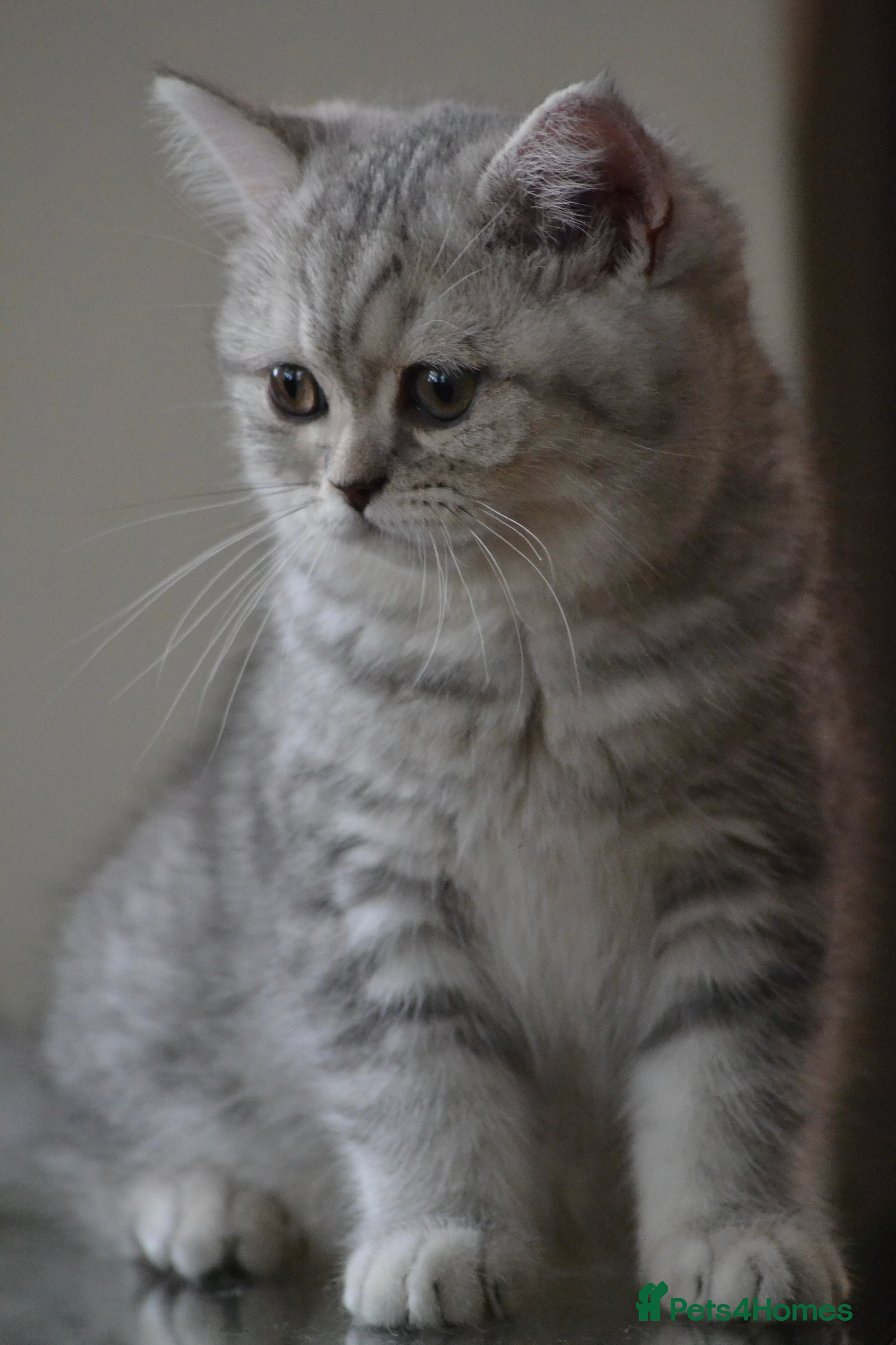 British Shorthair cats Last BSH girl  - Advert 1