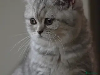 British Shorthair cats Last BSH girl - Advert 2