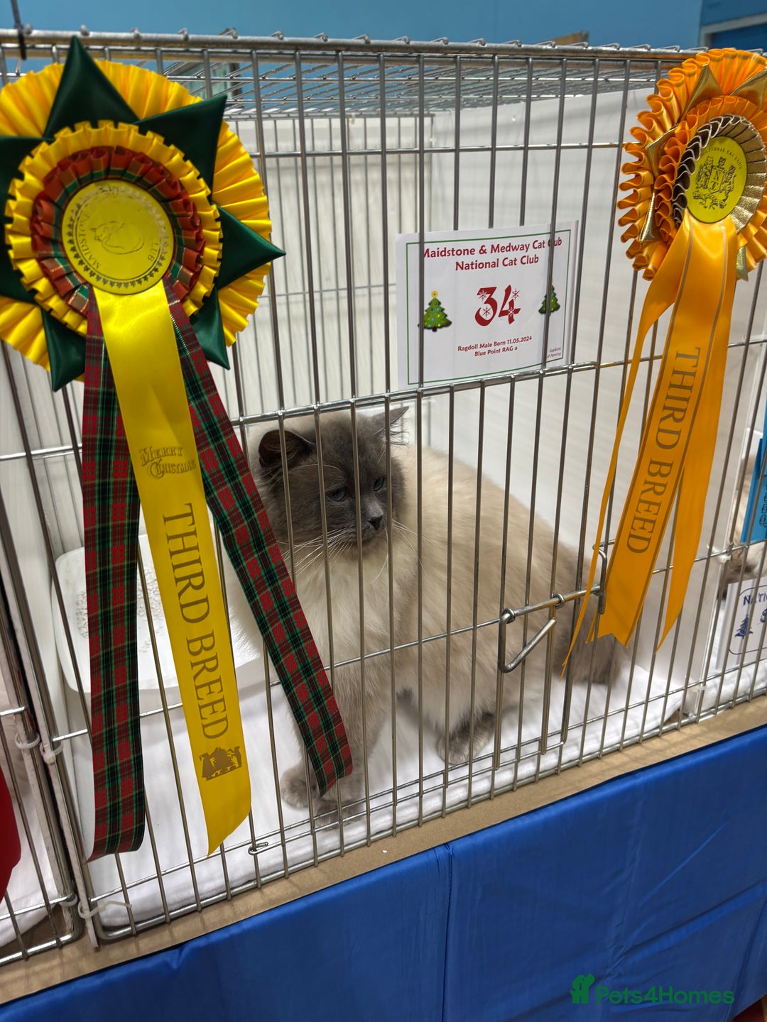 Ragdoll cats for stud: Blue colourpoint gccf reg boy available  - Advert 1