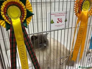 Ragdoll cats Blue colourpoint gccf reg boy available - Advert 13
