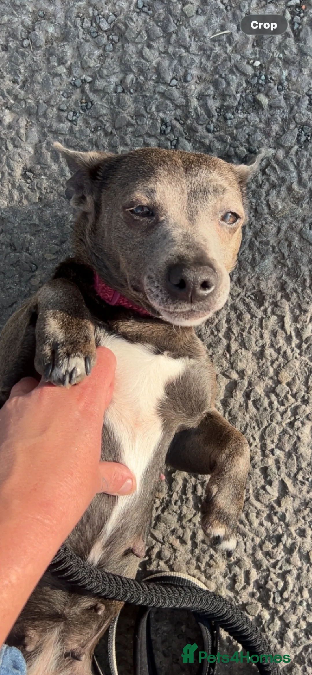 Jack Russell dogs for sale: Beautiful Jack Russell girls  - Advert 2