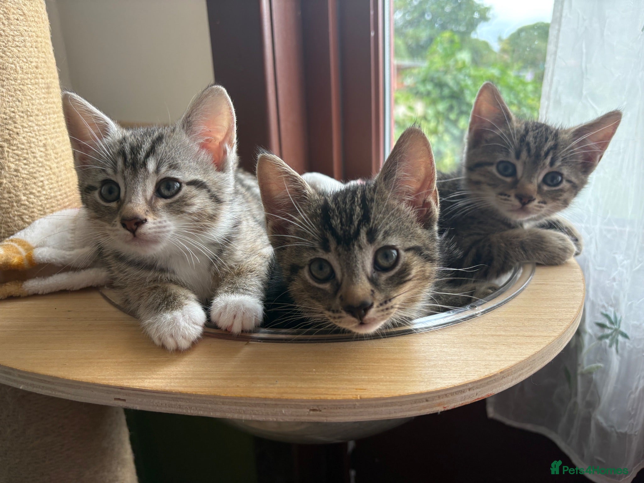 Mixed Breed cats Tabby girl - Advert 3