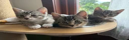 Mixed Breed cats for sale: Tabby girl - Advert 1
