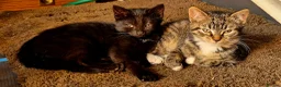 Mixed Breed cats for sale: 1 girl & 1 boy in Coventry - Advert 1