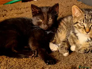 Mixed Breed cats 1 girl & 1 boy - Advert 1
