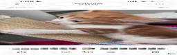 Mixed Breed cats for sale: Every Colour Imaginable! Bo's blue-eyed Beauties - Advert 19