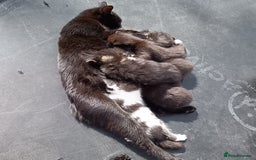 British Shorthair cats for sale:  Cute kittens for sale for £100 - Image 11