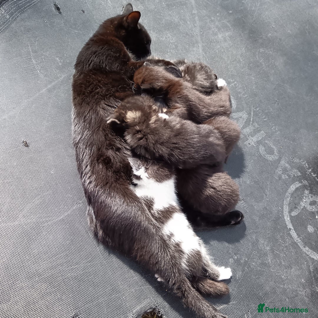 British Shorthair cats for sale:  Cute kittens for sale for £100 - Image 11