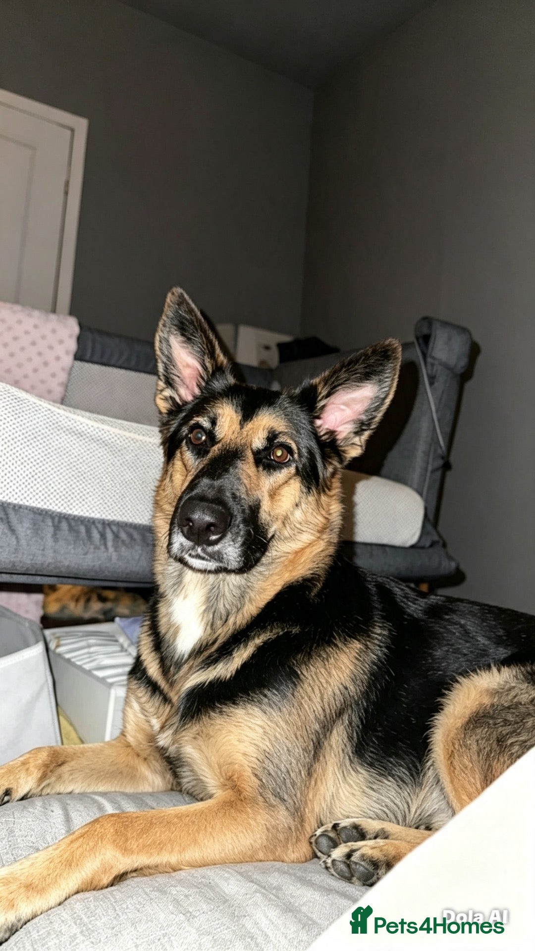 Mixed Breed dogs Nova  - Advert 1
