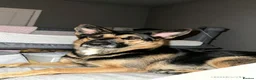 Mixed Breed dogs for sale: Nova  - Advert 1
