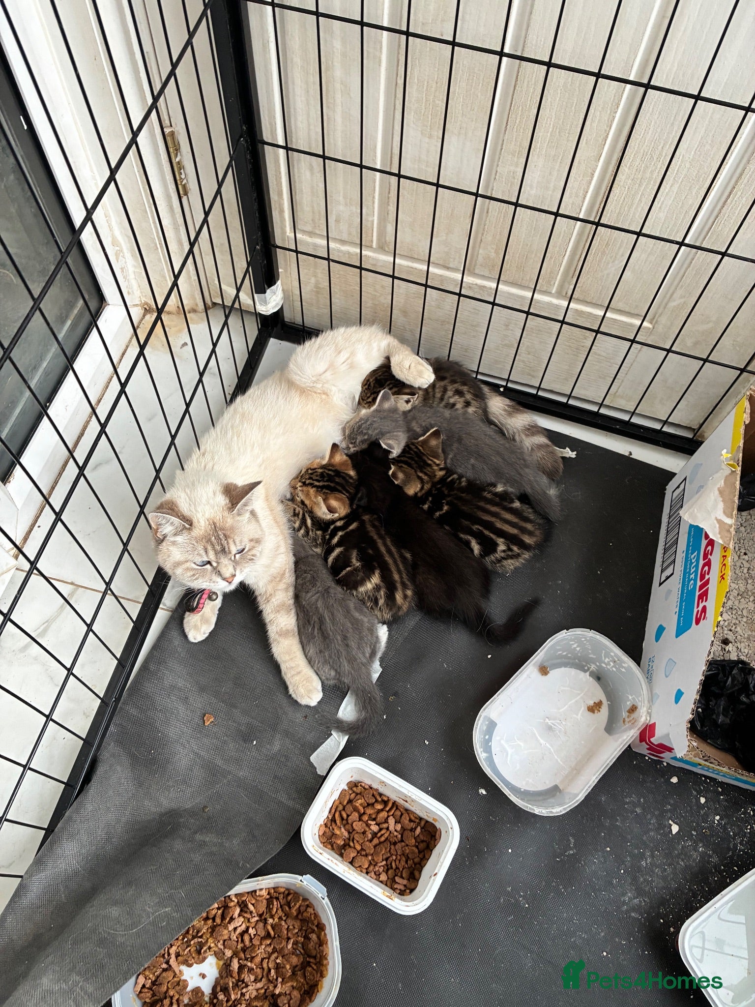 Mixed Breed cats 6 lovely kittens looking for new home - Advert 2