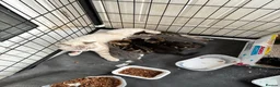 Mixed Breed cats for sale: 6 lovely kittens looking for new home - Advert 2