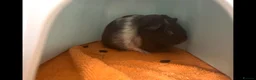 Guinea Pig rodents for sale: 2 male guinea pigs for rehoming in Newbury - Advert 2