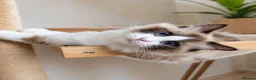 Ragdoll cats for sale: ✨ Beautiful Pedigree Ragdoll Kittens Available ✨ - Advert 17