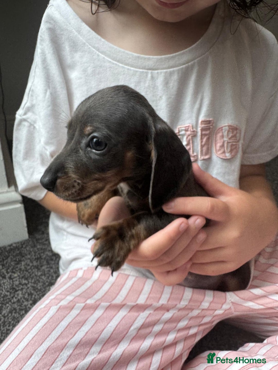 Dachshund dogs for sale: Miniature dachshunds ready now 💗 - Image 25