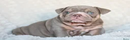 English Bulldog dogs for stud: Lilac and tan Merle carrying curly  - Advert 10