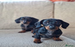 Miniature Dachshund dogs for sale: 2 gorgeous boys looking for their forever home - Image 5