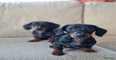 Miniature Dachshund dogs - Advert 4
