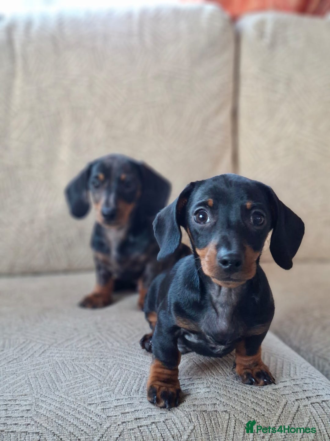 Miniature Dachshund dogs for sale: 2 gorgeous boys looking for their forever home - Image 5