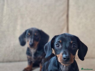 Miniature Dachshund dogs - Advert 16