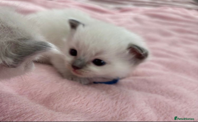 Ragdoll cats 2 male Ragdoll kittens - Advert 6